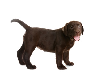 Chocolate Labrador Retriever puppy on white background