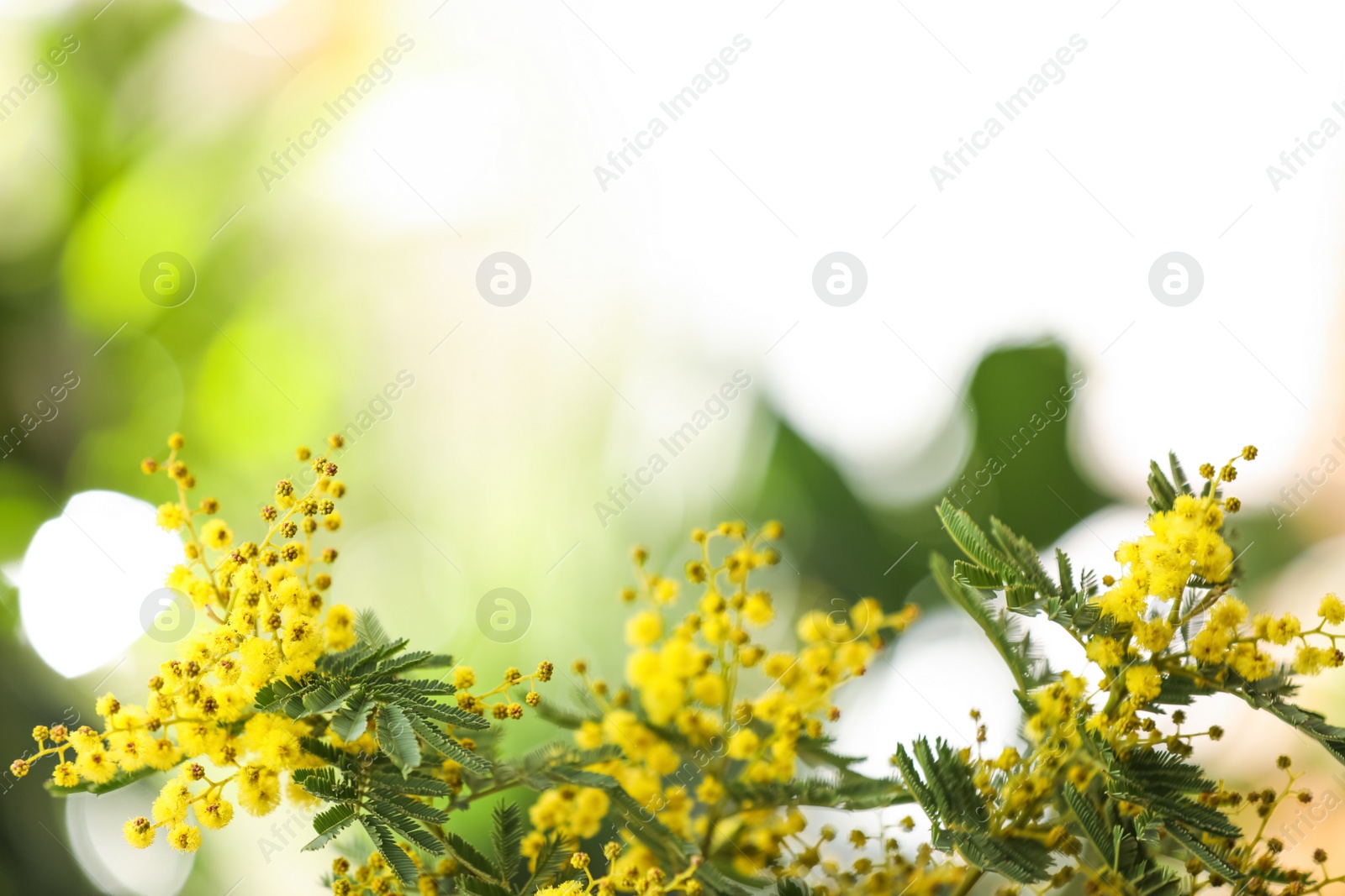 Photo of Beautiful mimosa plant on blurred background, closeup. Space for text