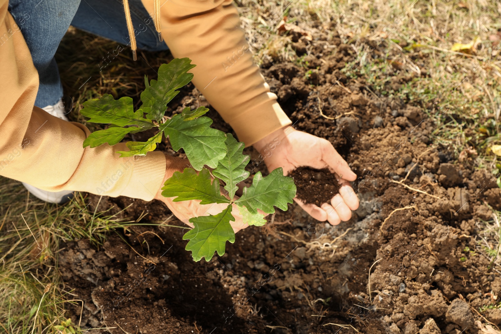 Photo of Man planting young tree outdoors on sunny day, above view