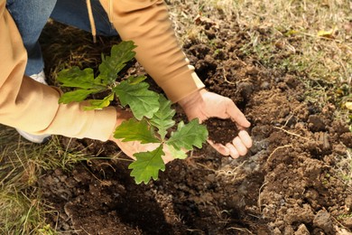 Man planting young tree outdoors on sunny day, above view