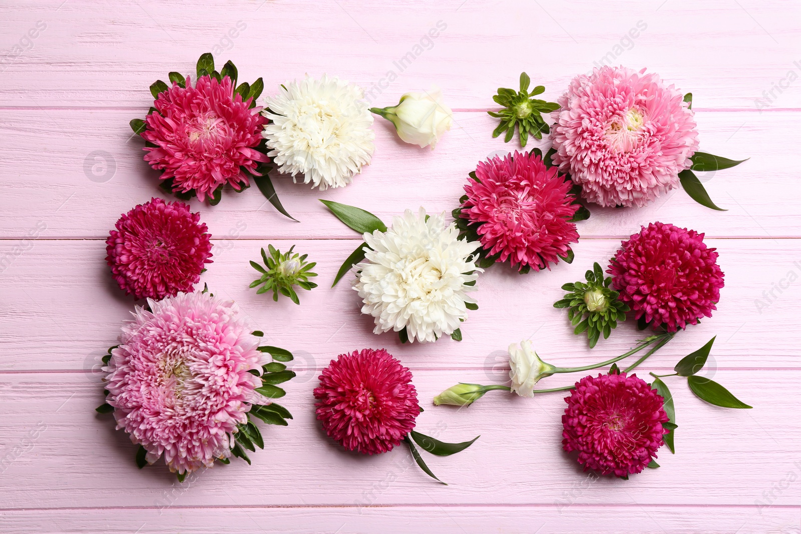 Photo of Beautiful asters on pink wooden background, flat lay. Autumn flowers