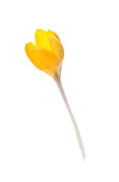 Photo of Beautiful yellow crocus flower isolated on white