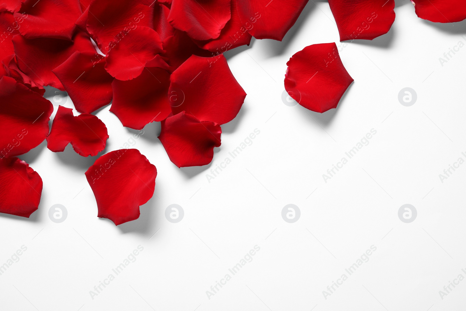 Photo of Beautiful red rose petals on white background, top view