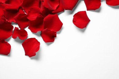 Beautiful red rose petals on white background, top view