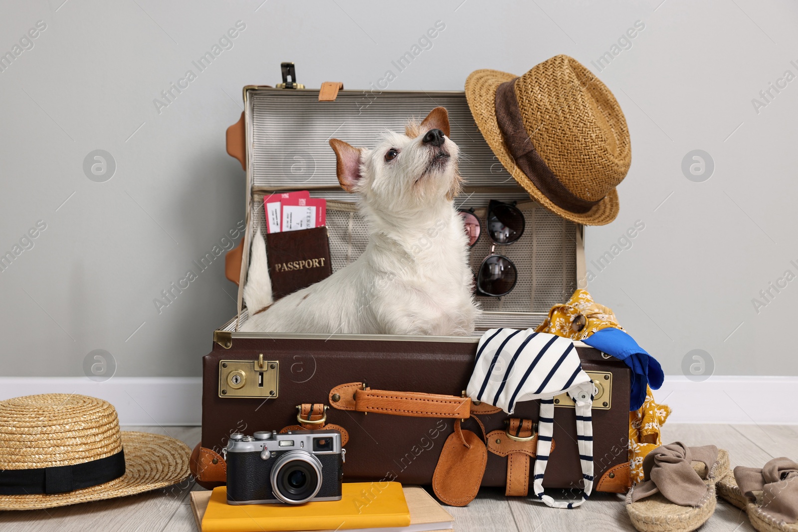 Photo of Travel with pet. Dog, clothes and suitcase indoors