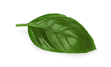 One green basil leaf isolated on white