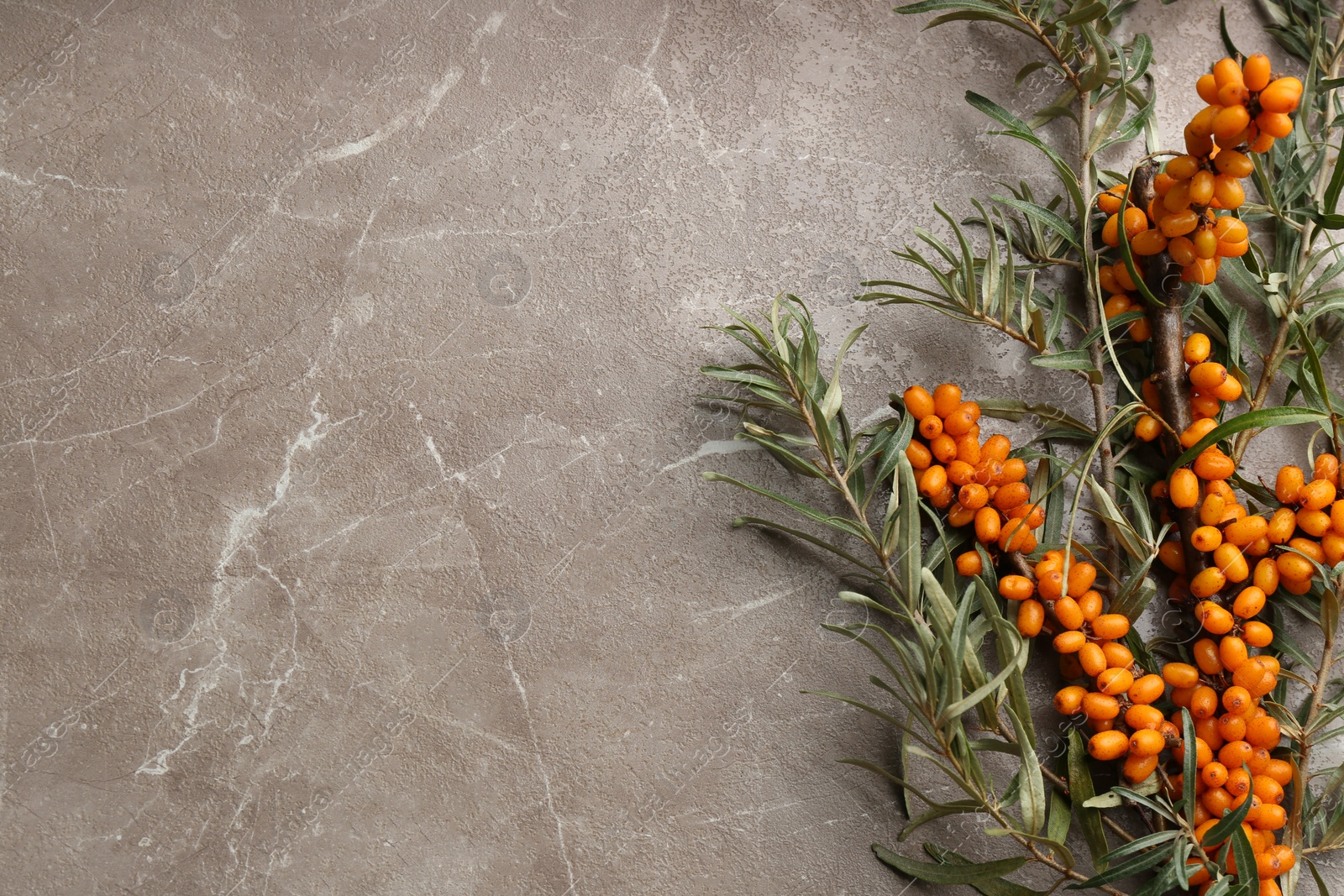 Photo of Branches of sea buckthorn on marble table, flat lay. Space for text