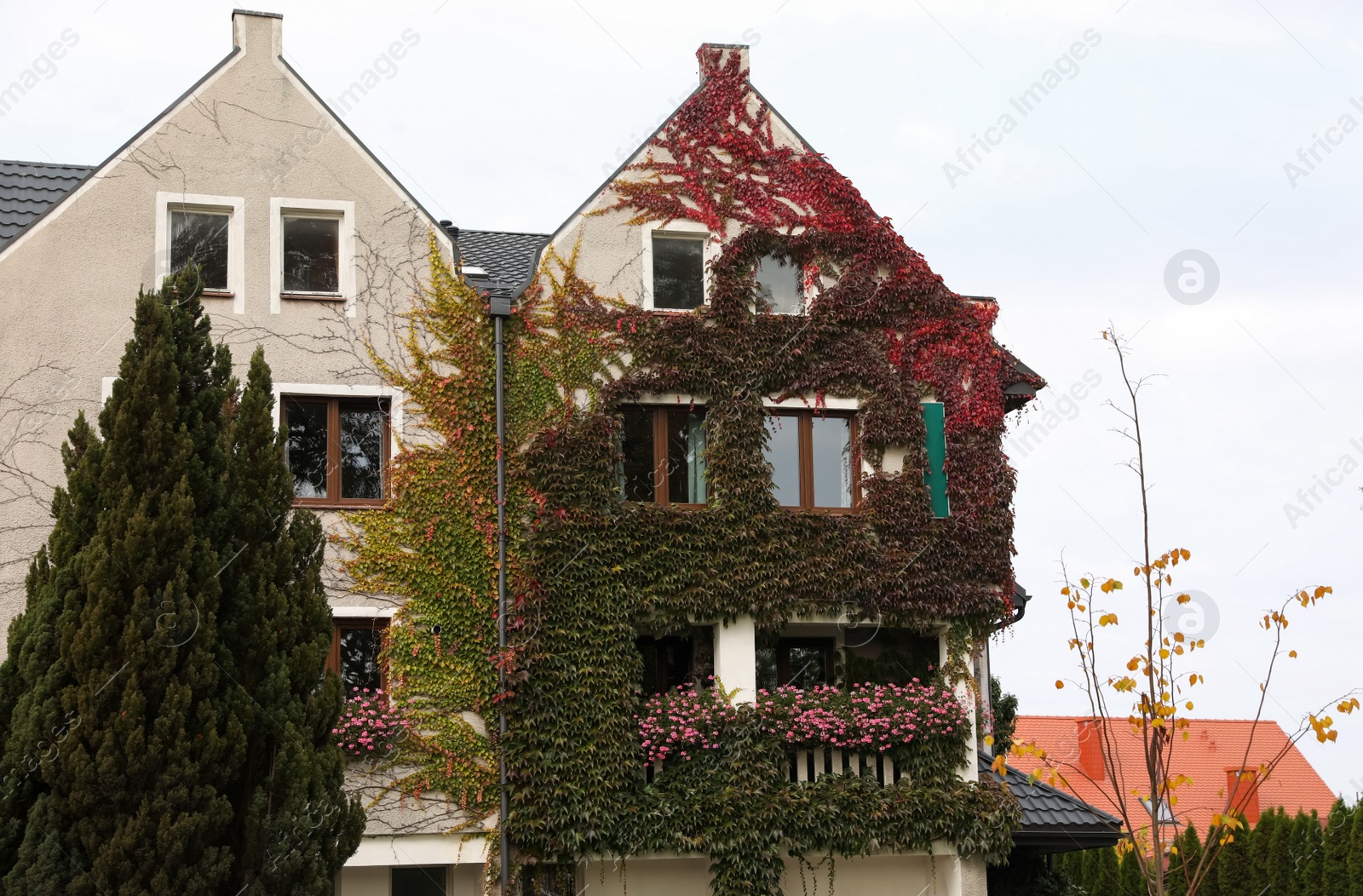 Photo of Beautiful house covered in climber plants outdoors. Real estate for rent