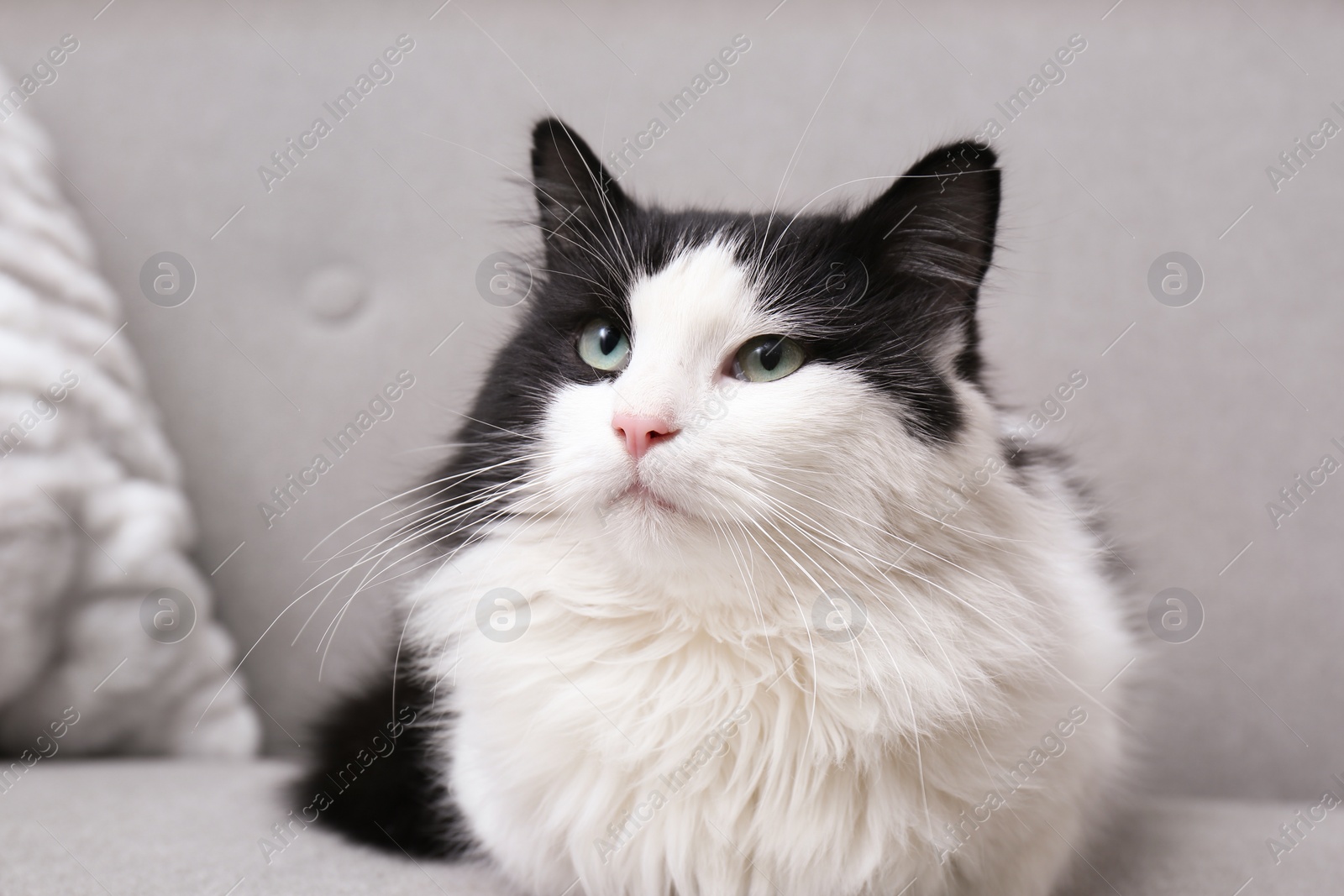 Photo of Cute black and white cat sitting on sofa