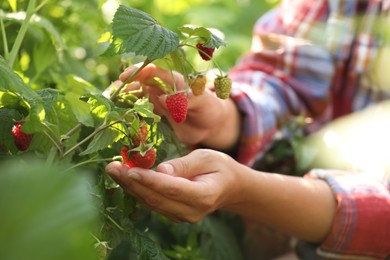 Woman picking ripe raspberries from bush outdoors, closeup