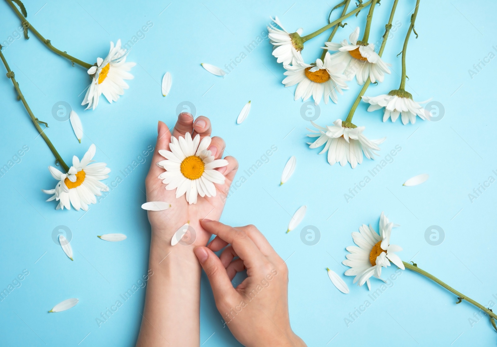 Photo of Woman with beautiful chamomile flowers on color background, top view