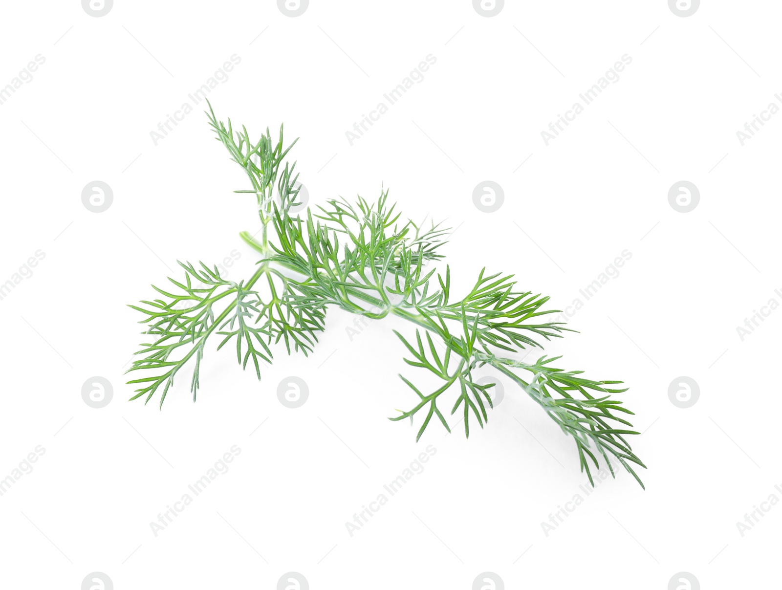 Photo of Sprig of fresh dill isolated on white