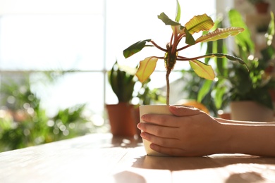 Woman holding growing home plant at wooden table indoors, closeup with space for text