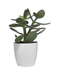 Photo of Beautiful Jade plant in pot isolated on white. House decor