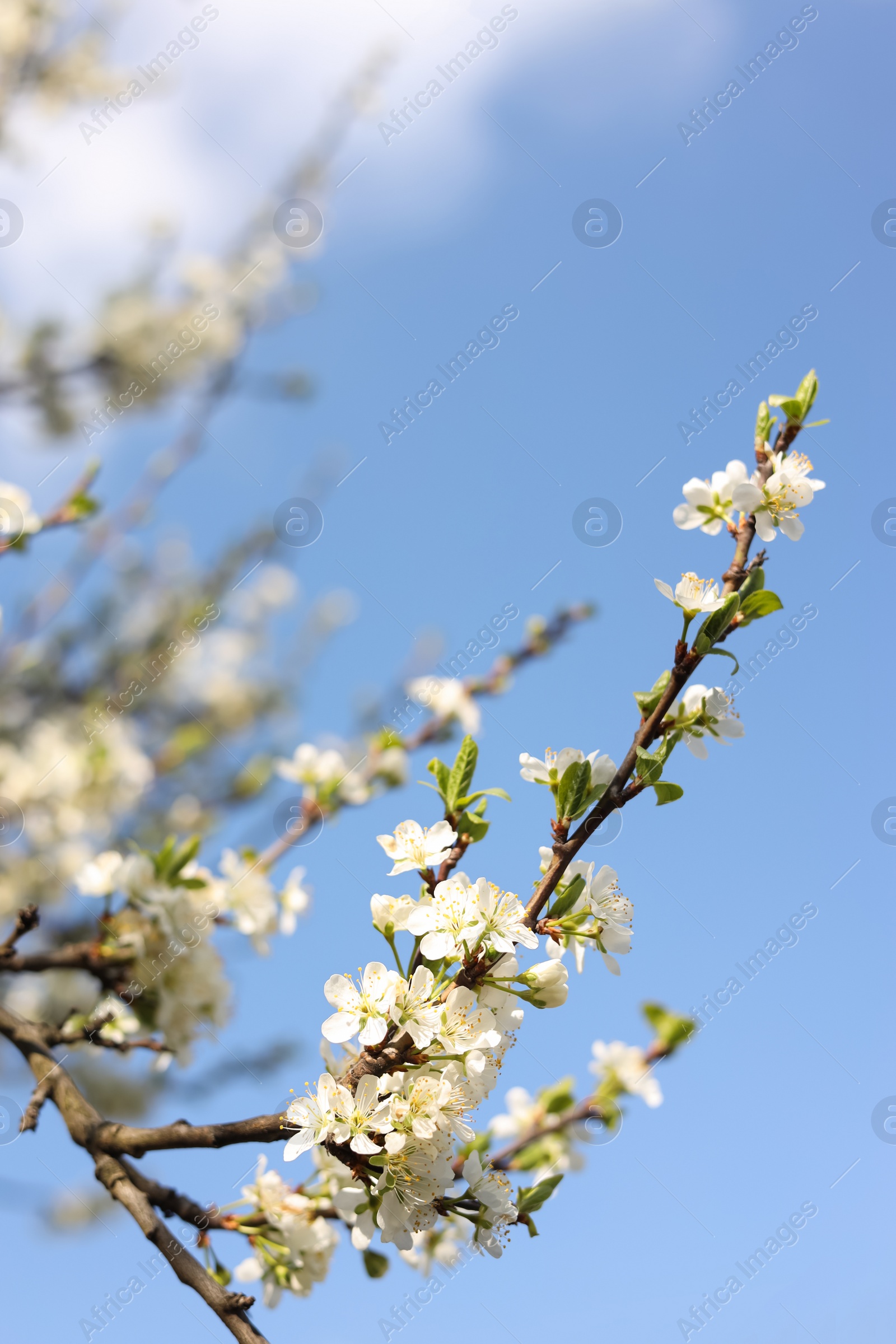 Photo of Beautiful apricot tree branch with tender flowers against blue sky, closeup. Awesome spring blossoms