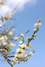 Photo of Beautiful apricot tree branch with tender flowers against blue sky, closeup. Awesome spring blossoms