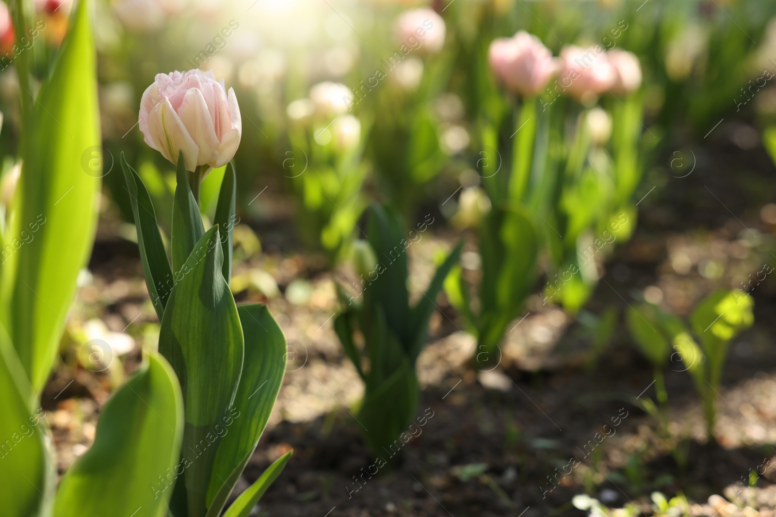 Photo of Beautiful pink tulips growing outdoors on sunny day