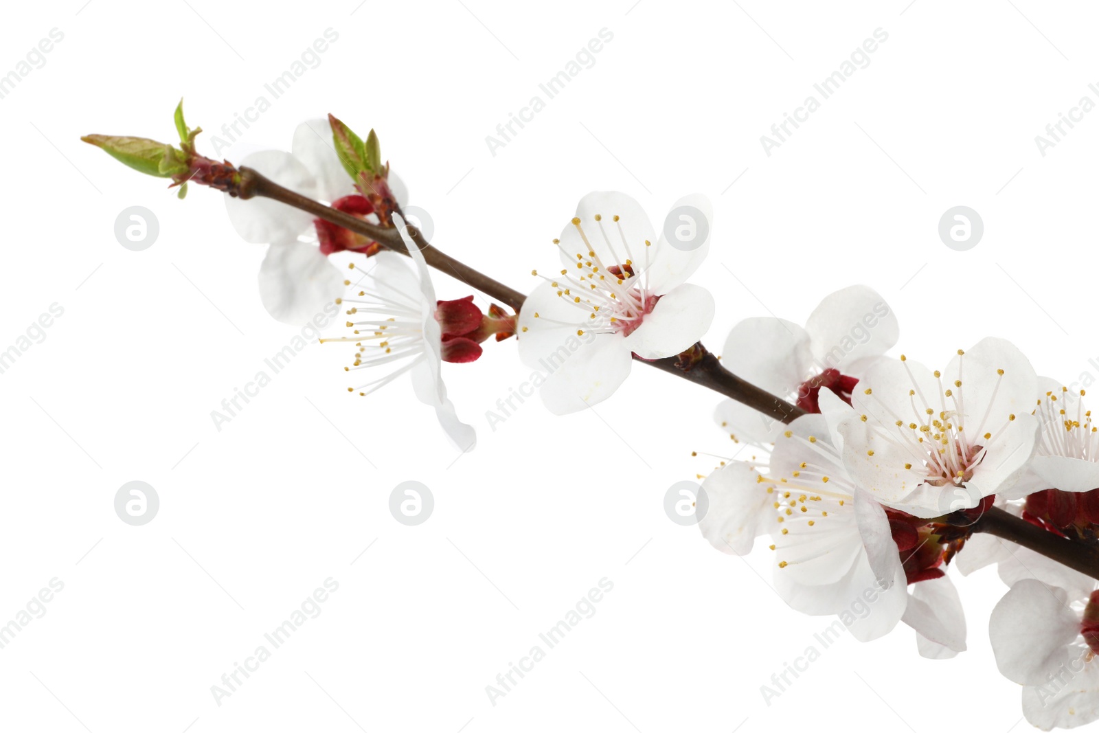 Photo of Branch with beautiful fresh spring flowers on white background