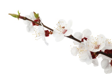 Branch with beautiful fresh spring flowers on white background