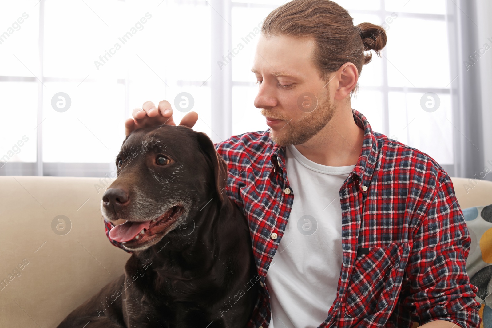 Photo of Adorable brown labrador retriever with owner on couch indoors