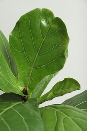 Photo of Fiddle Fig or Ficus Lyrata plant with green leaves on light grey background, closeup