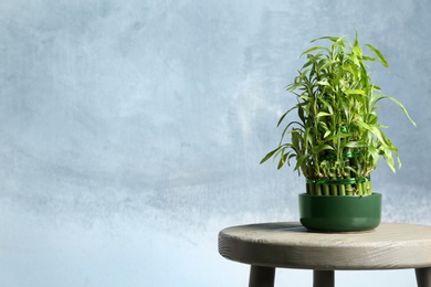 Photo of Table with potted bamboo plant near color wall. Space for text