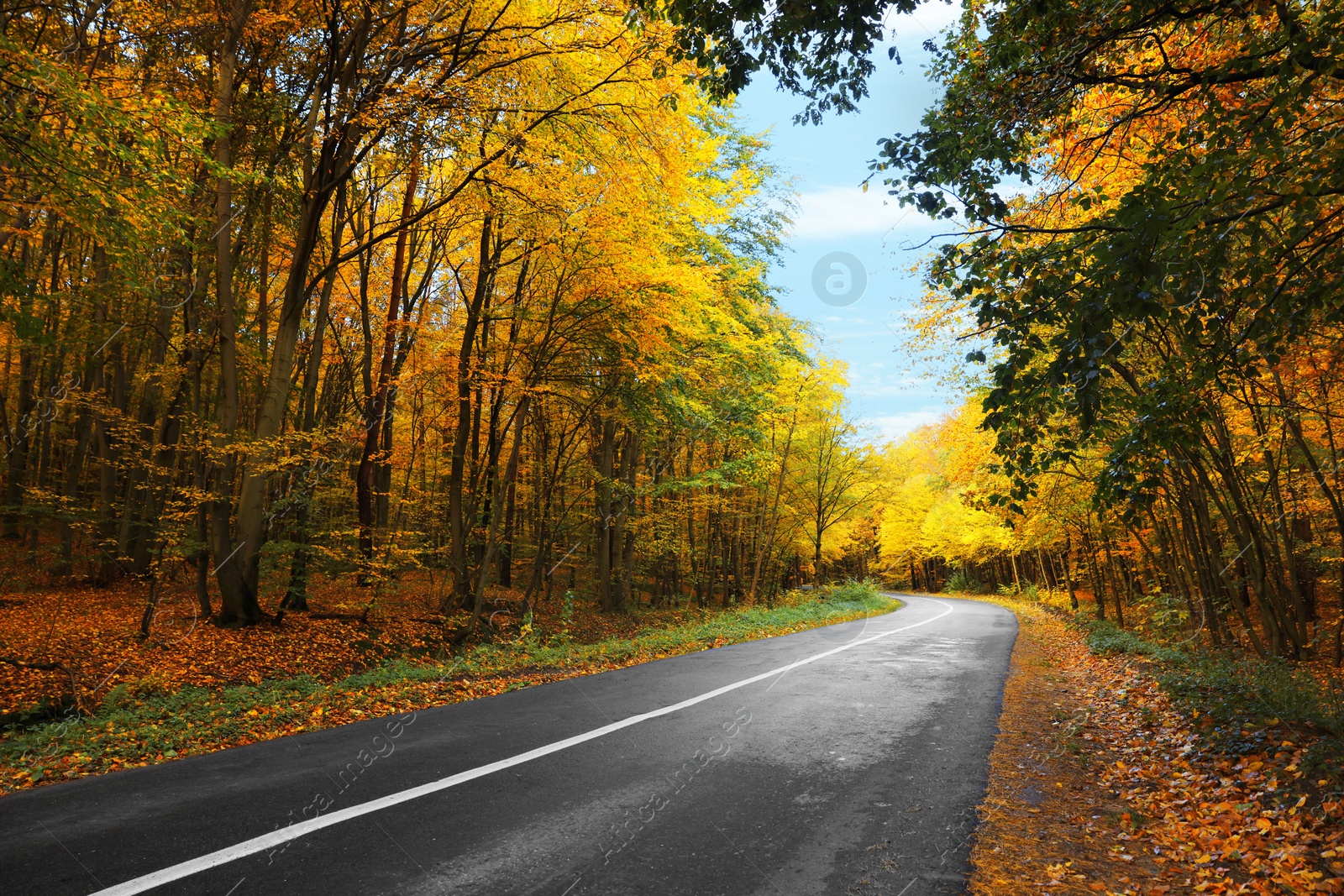 Photo of Beautiful view of asphalt road going through autumn forest