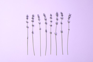 Photo of Beautiful lavender flowers on violet background, flat lay