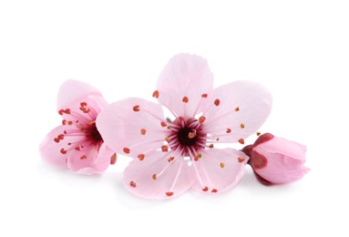 Beautiful pink cherry tree blossoms isolated on white