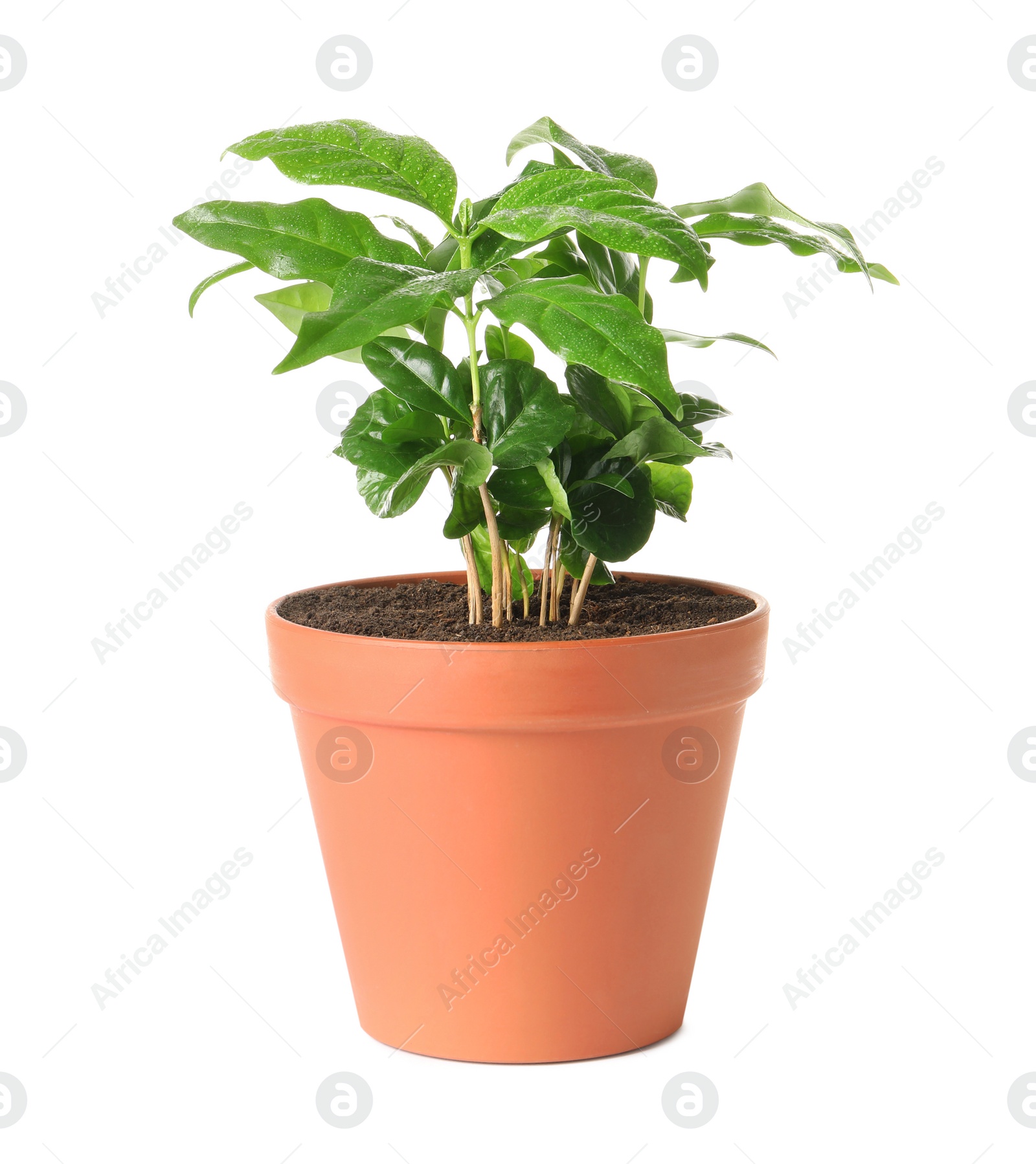 Photo of Fresh coffee plant with green leaves in pot on white background