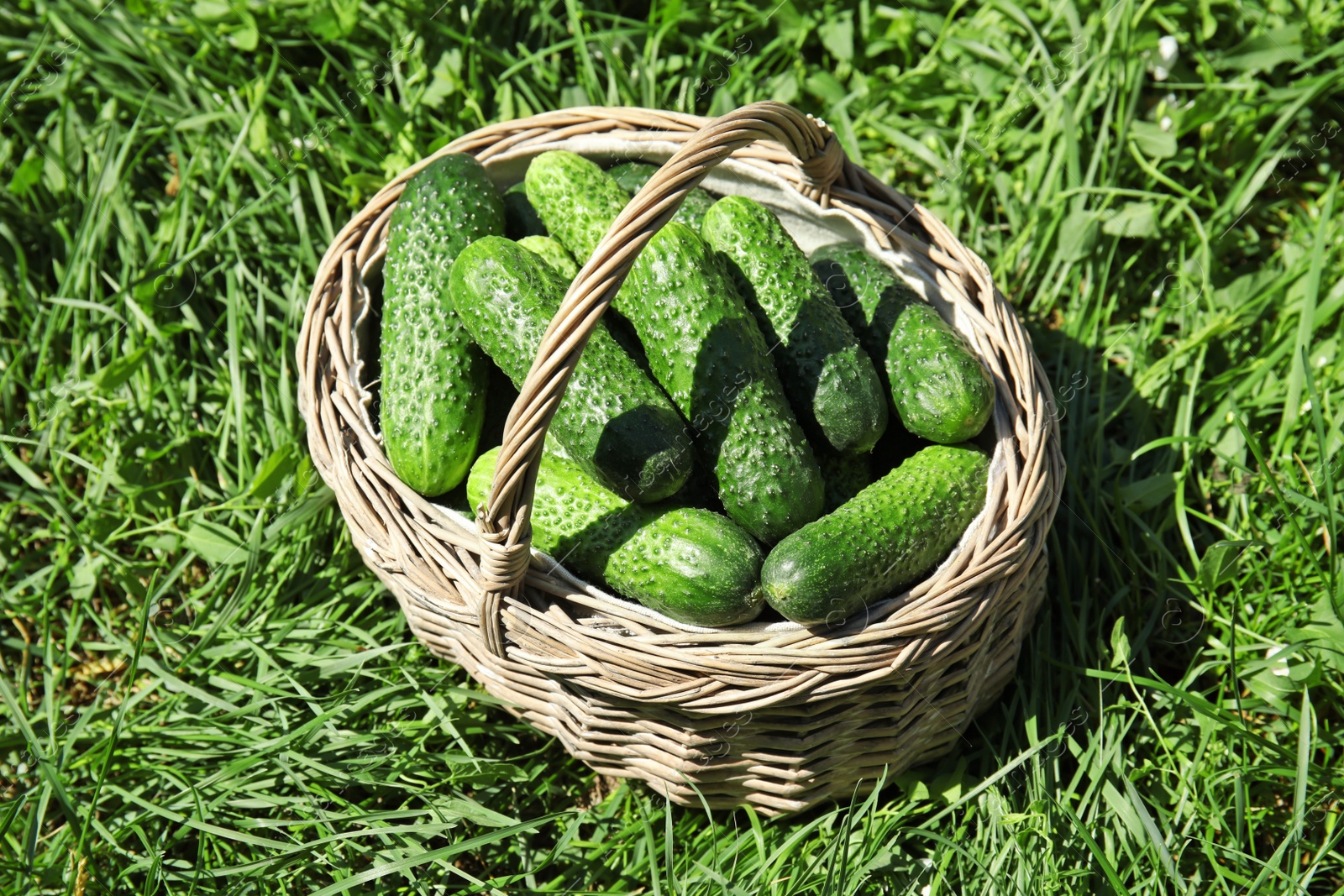 Photo of Wicker basket with ripe fresh cucumbers on green grass