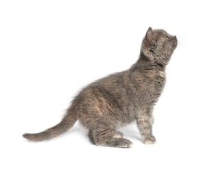 Photo of Cute fluffy kitten on light grey background. Space for text