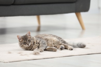 Photo of Cute cat and pet hair on carpet indoors