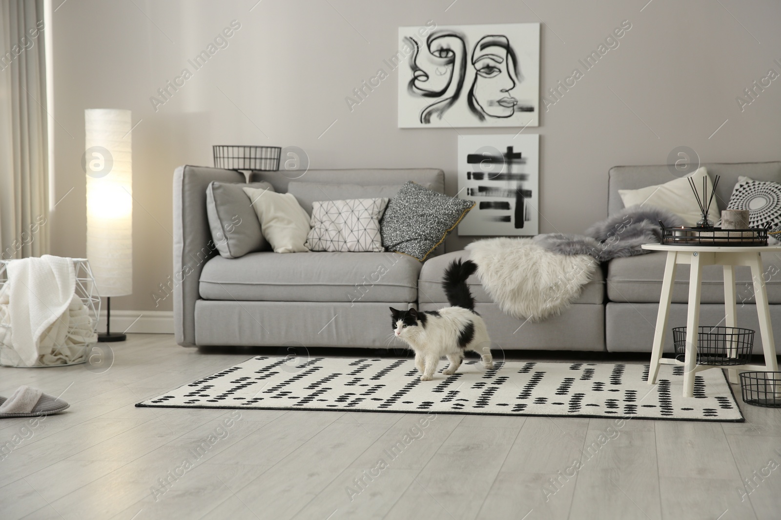 Photo of Cat near big grey sofa in living room. Interior design