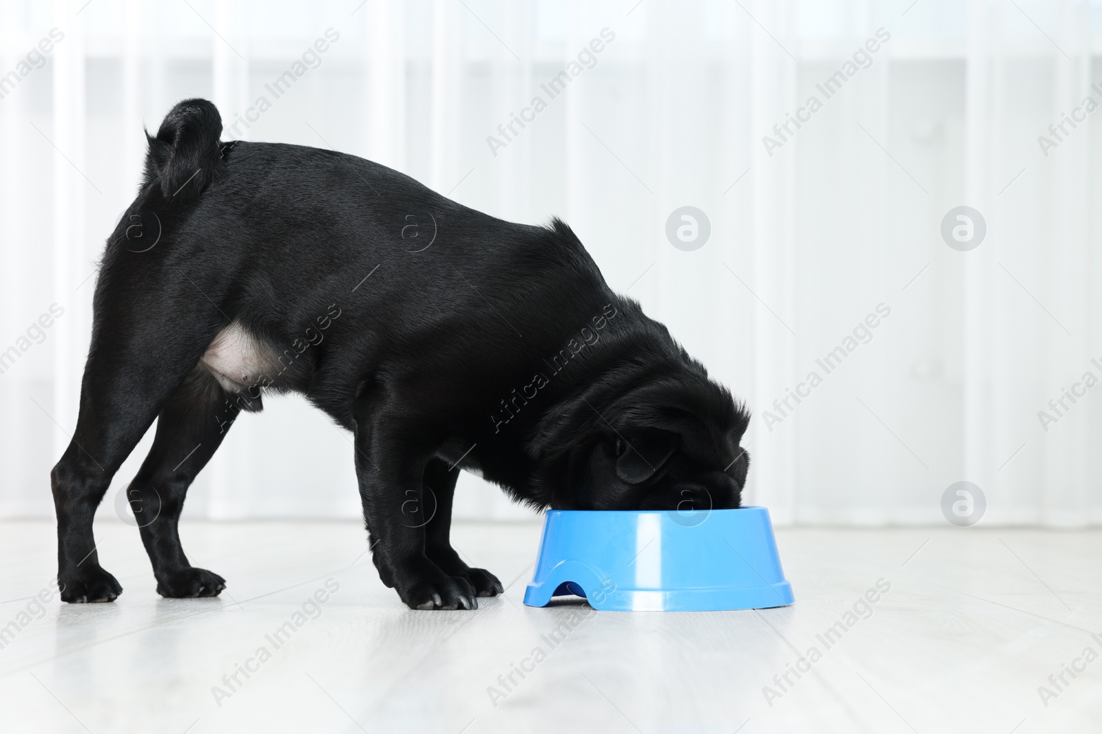 Photo of Cute Pug dog eating from plastic bowl in room, space for text