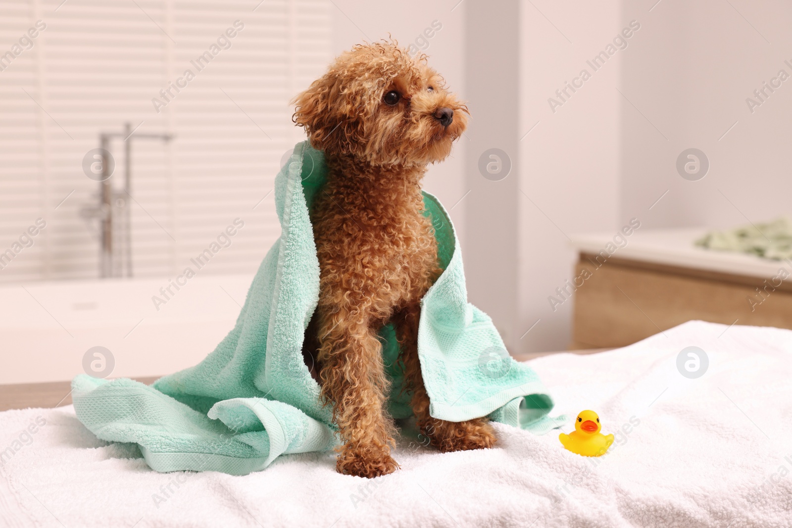 Photo of Cute Maltipoo dog wrapped in towel and rubber duck in bathroom. Lovely pet