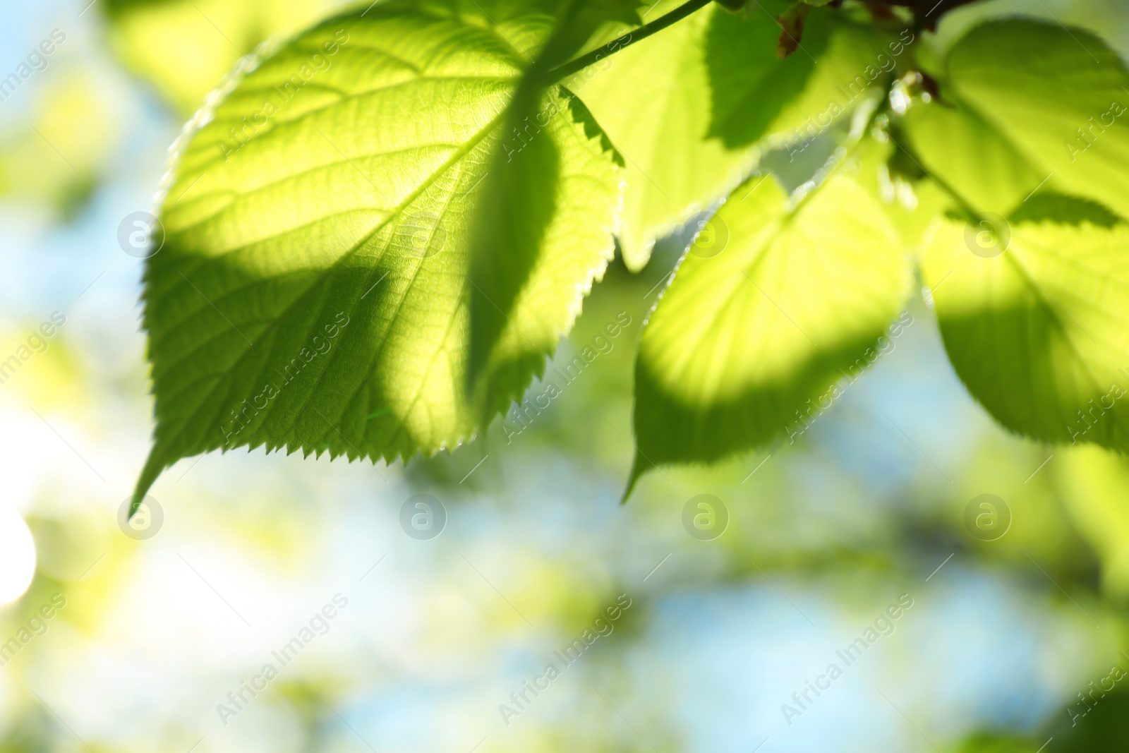 Photo of Tree branch with green leaves on sunny day