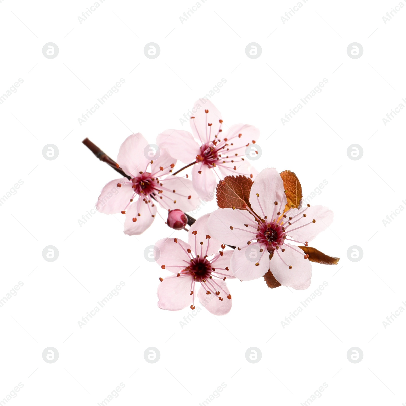 Photo of Beautiful pink cherry tree blossoms isolated on white