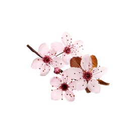 Photo of Beautiful pink cherry tree blossoms isolated on white