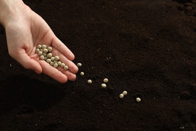 Woman planting soybeans into fertile soil, closeup. Vegetable seeds