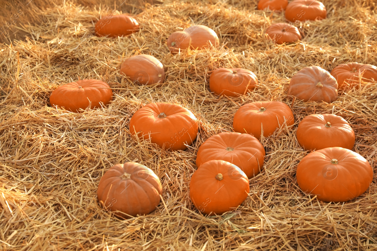 Photo of Ripe orange pumpkins among straw in field