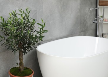 Photo of Beautiful young potted olive tree near tub in bathroom. Interior design