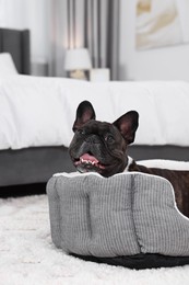 Adorable French Bulldog lying on dog bed indoors. Lovely pet