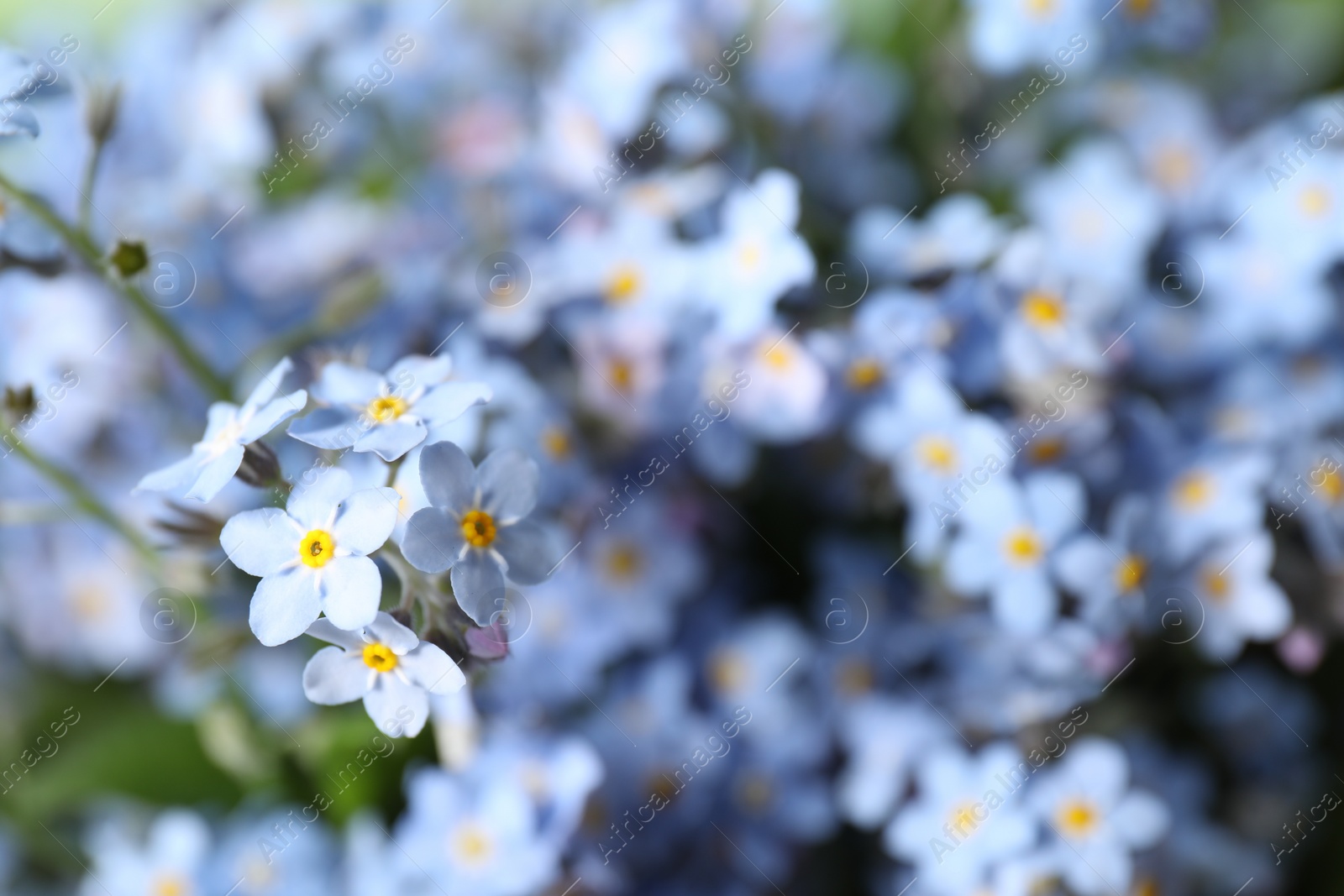 Photo of Beautiful forget-me-not flowers growing outdoors, closeup. Spring season