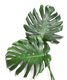 Photo of Green fresh monstera leaves on white background, top view. Tropical plant