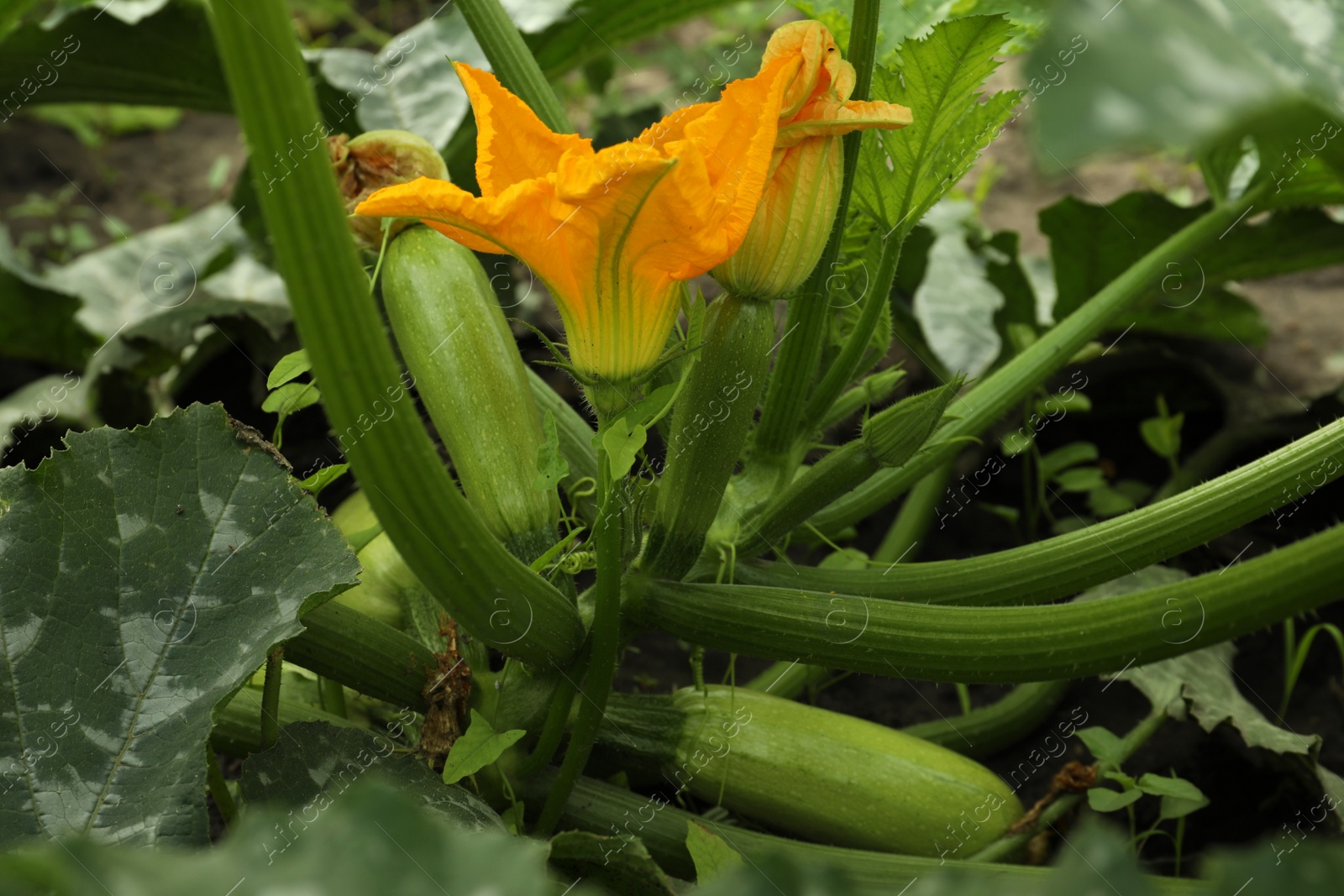 Photo of Blooming green plant with unripe zucchini growing in garden