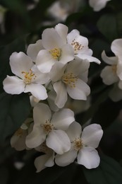 Closeup view of beautiful blooming white jasmine shrub outdoors