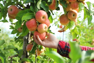 Photo of Woman picking ripe apple from tree outdoors, closeup