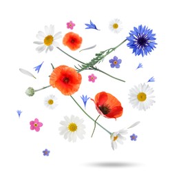 Image of Beautiful meadow flowers falling on white background