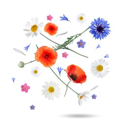 Beautiful meadow flowers falling on white background